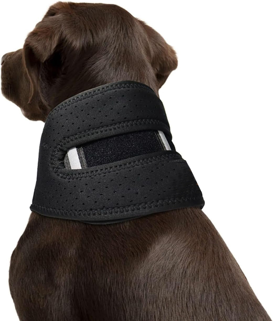 Dog wearing a black neck brace on a white background