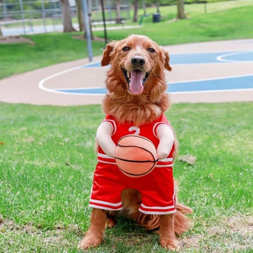 Dog basketball costume with sporty design