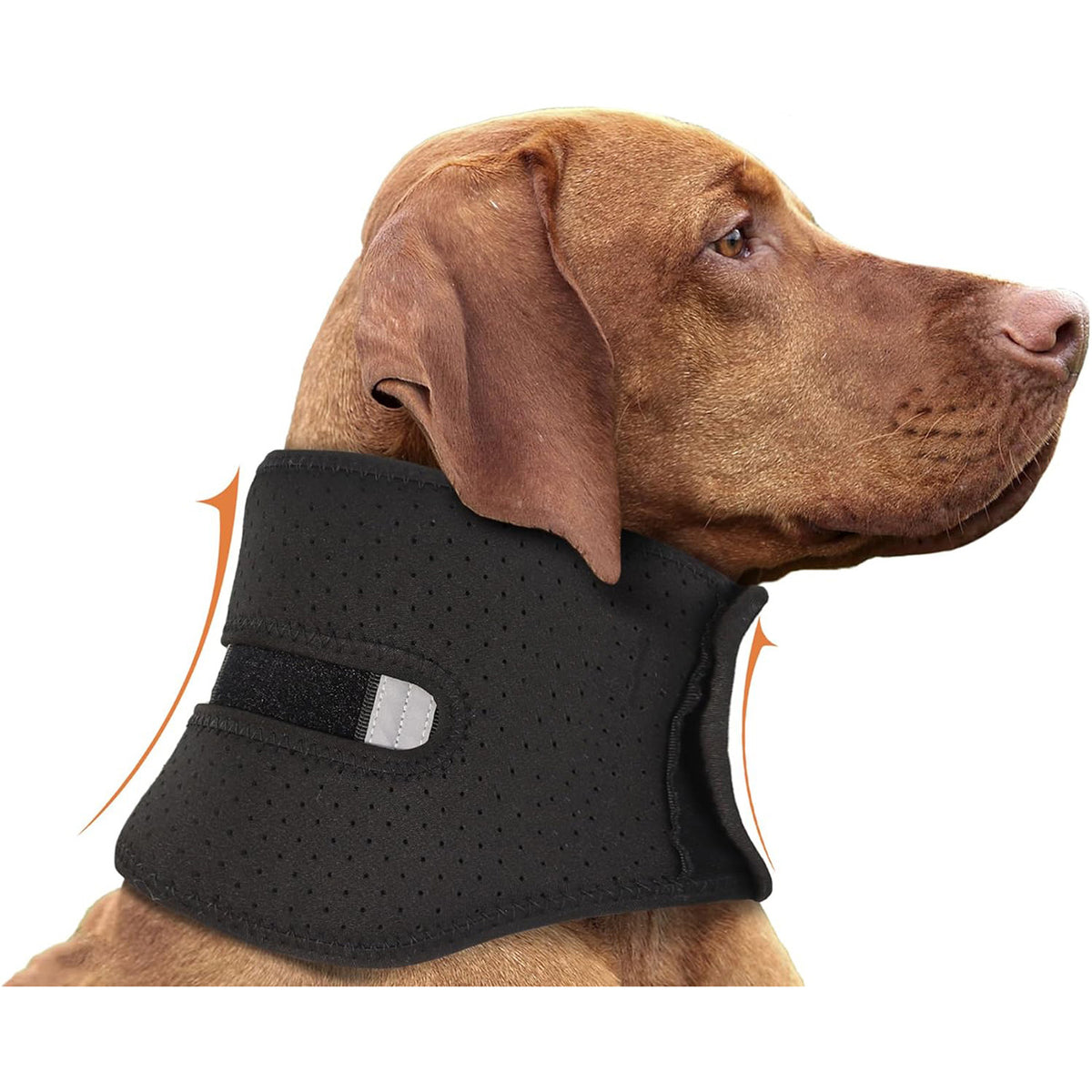 Dog wearing a black neck brace on a white background